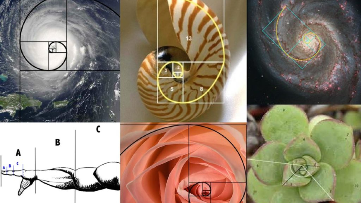 أفضل شركة هندسية تستخدم النسبة الذهبية في تركيا